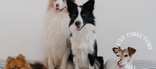 The SL Directory: Doggy Day Care